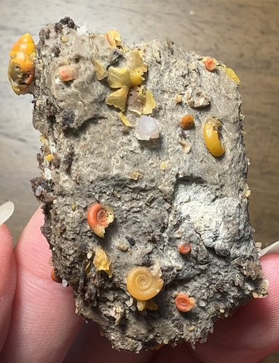 Yellow & Orange Chalcedony Gastropod Fossil