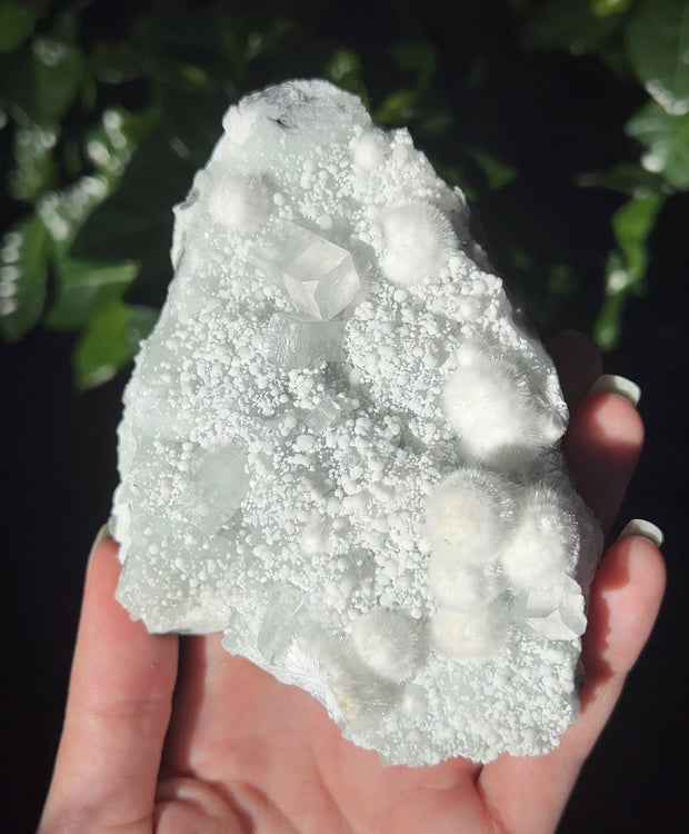 Apophyllite & Okenite on Prehnite