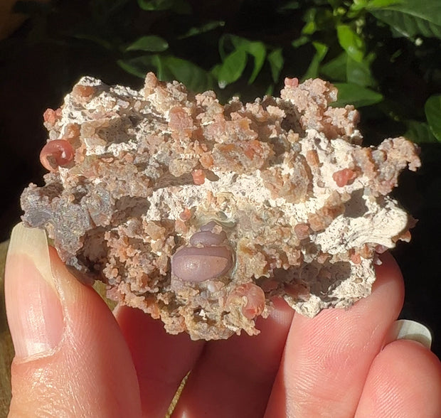 Purple Chalcedony Gastropod